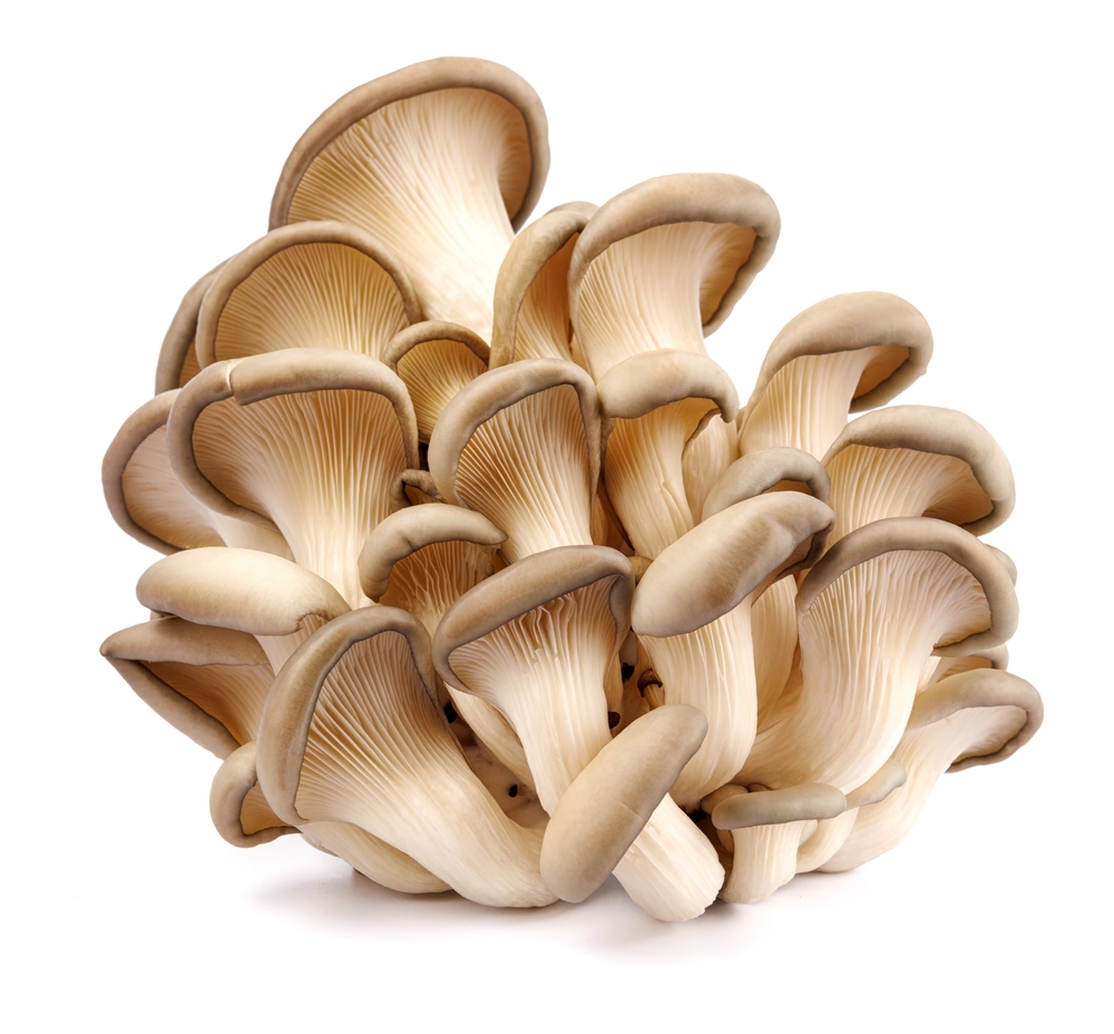 Oyster,Mushrooms,Isolated,On,A,White,Background.,Full,Clipping,Path.