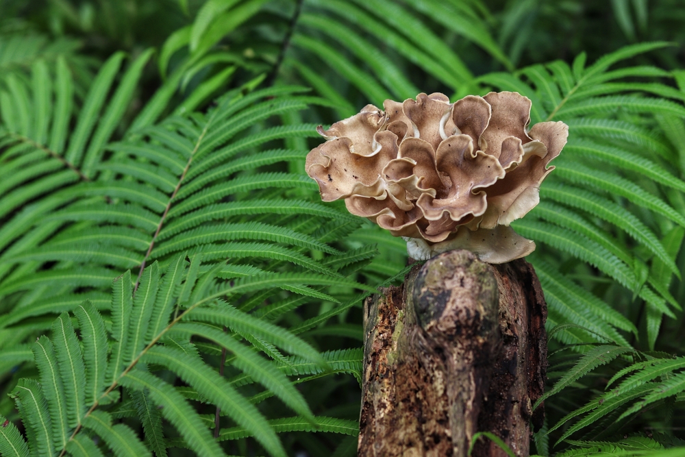 The,Fungus,Polyporus,Umbellatus,In,The,Fern,Area,Is,Seen