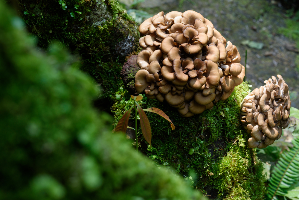 Maitake,Mushroom,Growing,In,Nature
