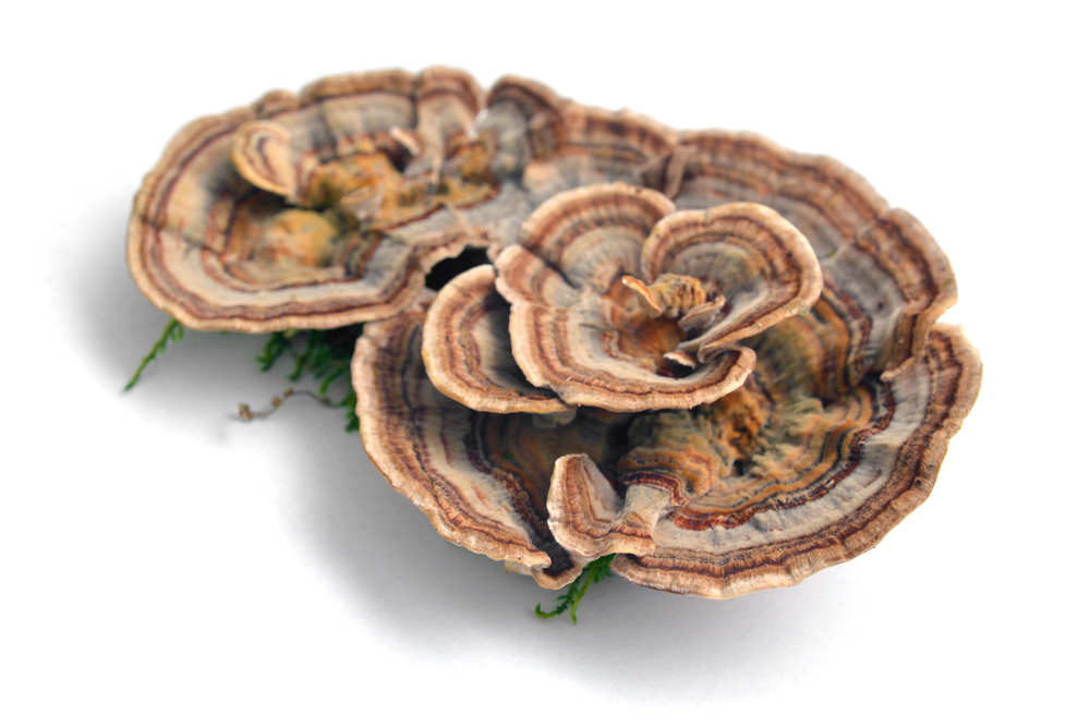 Trametes,Versicolor,Mushroom,,Commonly,The,Turkey,Tail