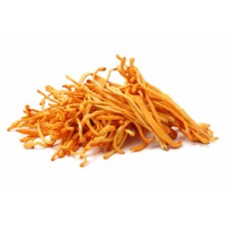 BIO extrakt Cordyceps sinensis 30%