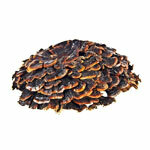 BIO prek Coriolus