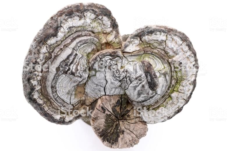 Fomes fomentarius growing on timber, isolated on white background