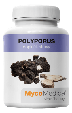 polyporus_vitalni